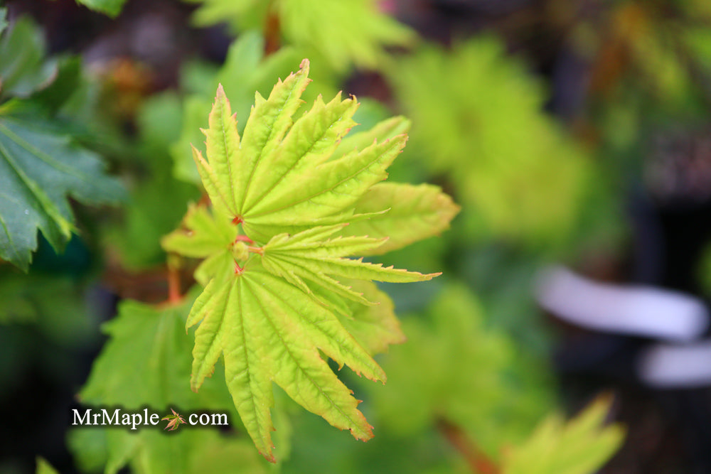 Acer circinatum 'Baby Buttons' Dwarf Japanese Maple