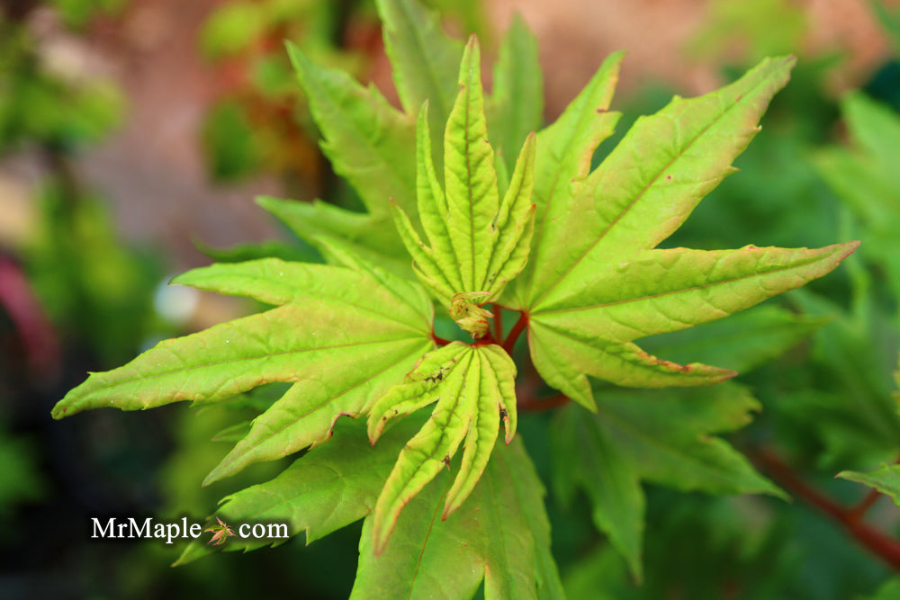 Acer circinatum 'Baby Buttons' Dwarf Japanese Maple
