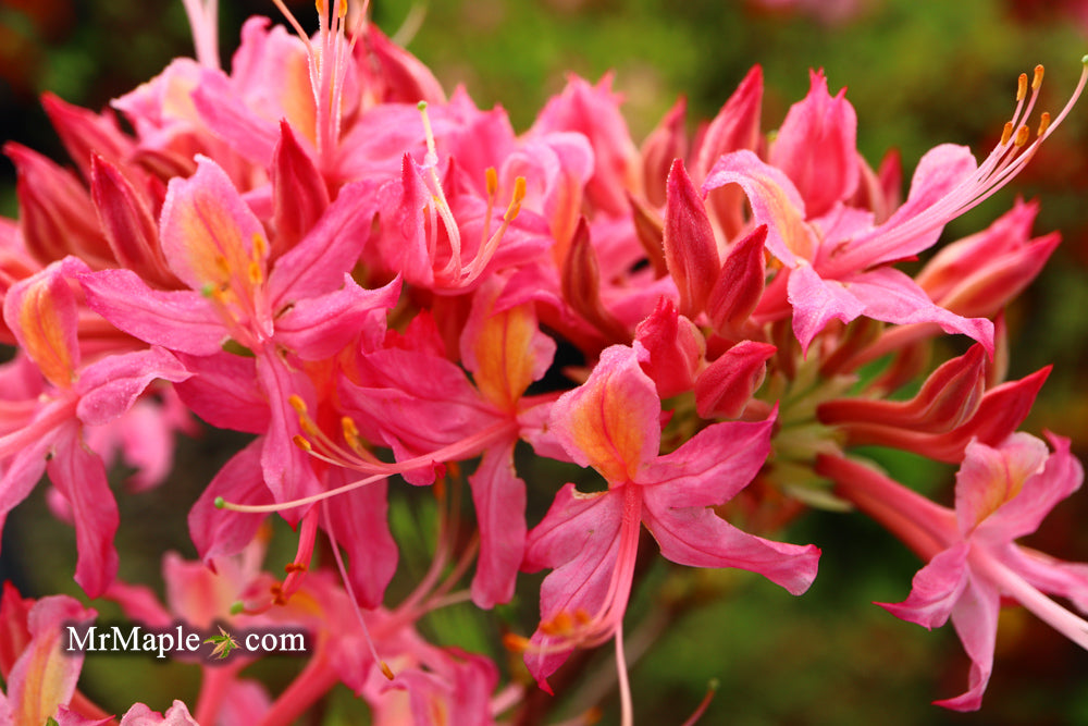 Azalea 'Magenta Rose Flame’ Pink Native Azalea