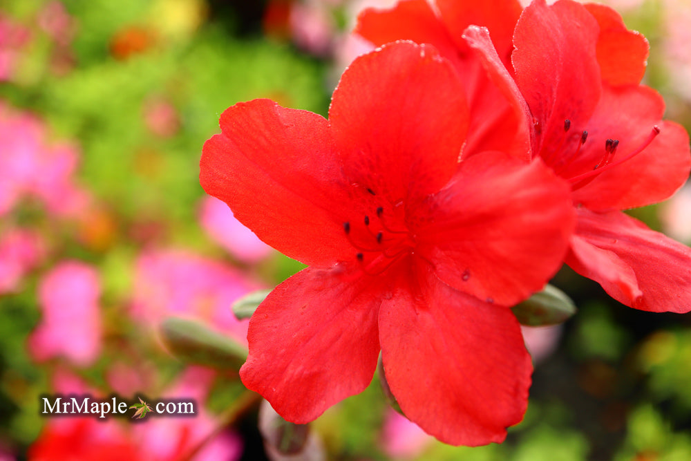 Azalea 'Midnight Flare’ Red Flowering Harris Azalea