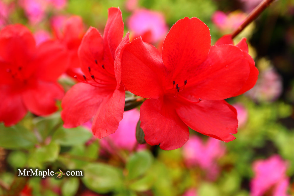 Azalea 'Midnight Flare’ Red Flowering Harris Azalea