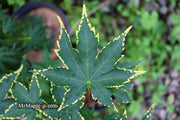 - Acer palmatum 'Sagara nishiki' Japanese Maple - Mr Maple │ Buy Japanese Maple Trees
