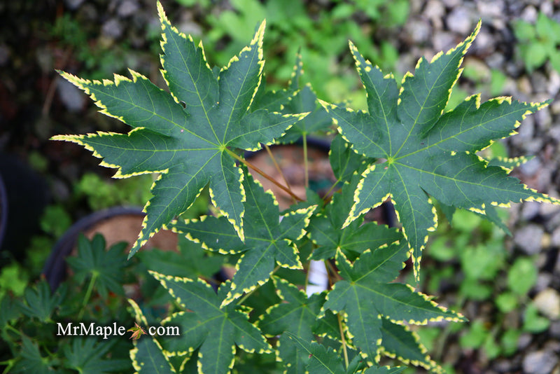 - Acer palmatum 'Sagara nishiki' Japanese Maple - Mr Maple │ Buy Japanese Maple Trees