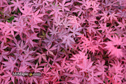 - Acer palmatum 'Emperor 1' Japanese Maple Tree - Mr Maple │ Buy Japanese Maple Trees