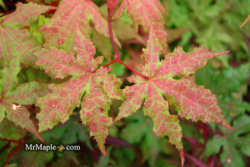 - Acer palmatum 'Ruby de Sofia’ Japanese Maple - Mr Maple │ Buy Japanese Maple Trees
