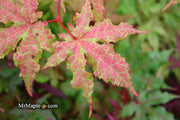 - Acer palmatum 'Ruby de Sofia’ Japanese Maple - Mr Maple │ Buy Japanese Maple Trees