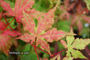 - Acer palmatum 'Ruby de Sofia’ Japanese Maple - Mr Maple │ Buy Japanese Maple Trees