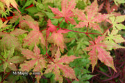 - Acer palmatum 'Ruby de Sofia’ Japanese Maple - Mr Maple │ Buy Japanese Maple Trees