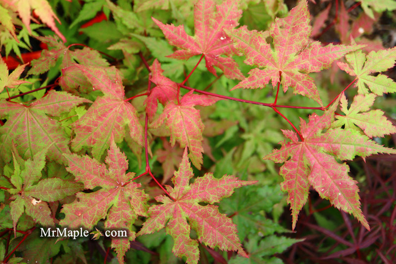 - Acer palmatum 'Ruby de Sofia’ Japanese Maple - Mr Maple │ Buy Japanese Maple Trees
