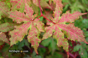 - Acer palmatum 'Ruby de Sofia’ Japanese Maple - Mr Maple │ Buy Japanese Maple Trees
