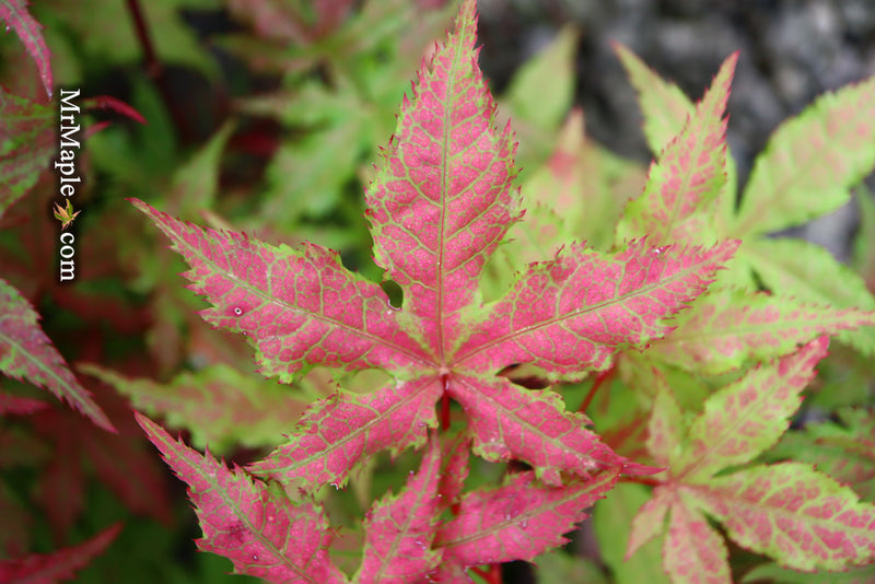 - Acer palmatum 'Ruby de Sofia’ Japanese Maple - Mr Maple │ Buy Japanese Maple Trees