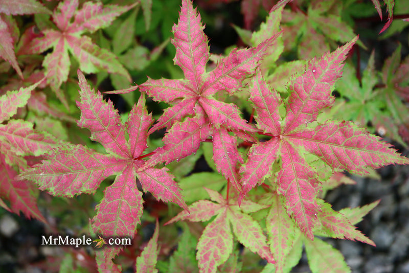 - Acer palmatum 'Ruby de Sofia’ Japanese Maple - Mr Maple │ Buy Japanese Maple Trees