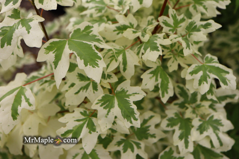 - Acer campestre 'Carnival' White Variegated Maple - Mr Maple │ Buy Japanese Maple Trees