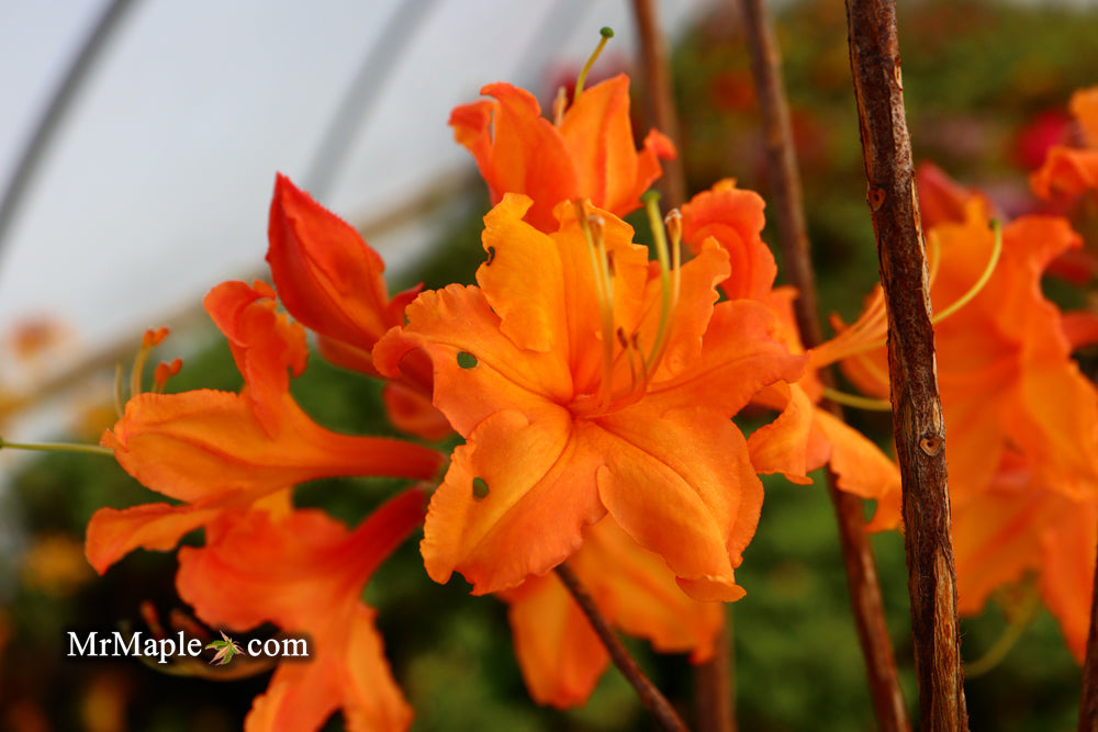 Azalea 'Tiger’ Orange Flowers Deciduous Azalea