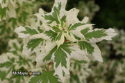 - Acer campestre 'Carnival' White Variegated Maple - Mr Maple │ Buy Japanese Maple Trees