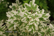 - Acer campestre 'Carnival' White Variegated Maple - Mr Maple │ Buy Japanese Maple Trees