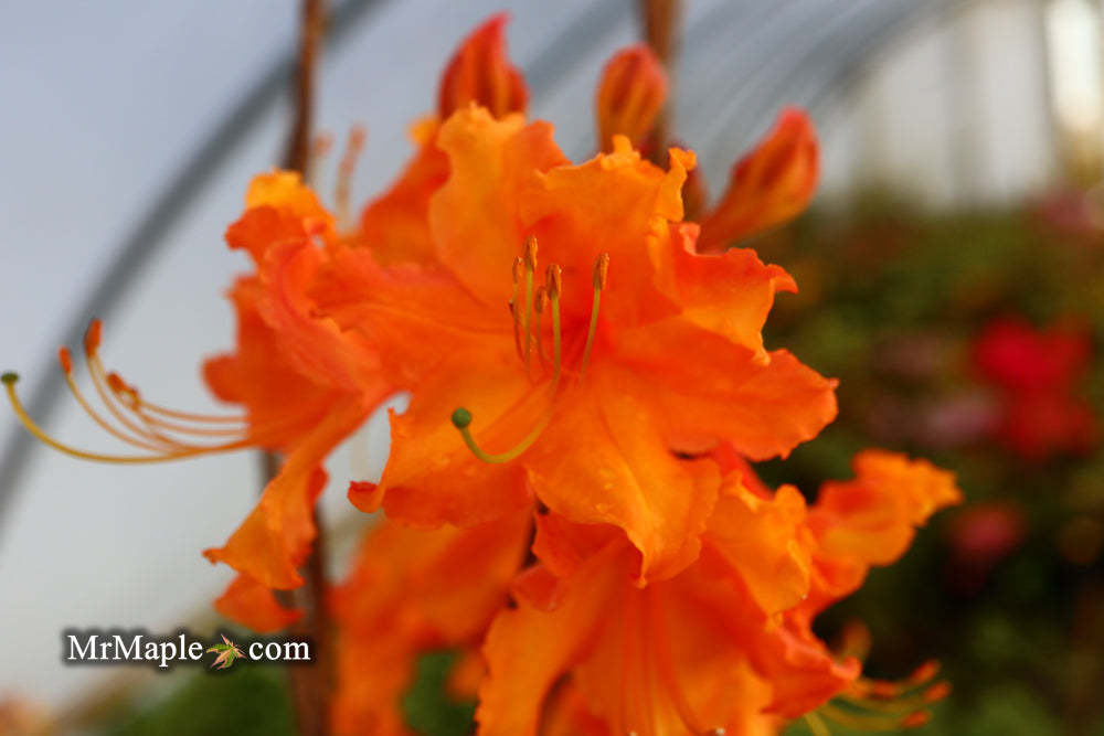 Azalea 'Tiger’ Orange Flowers Deciduous Azalea