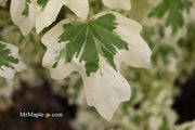 - Acer campestre 'Carnival' White Variegated Maple - Mr Maple │ Buy Japanese Maple Trees