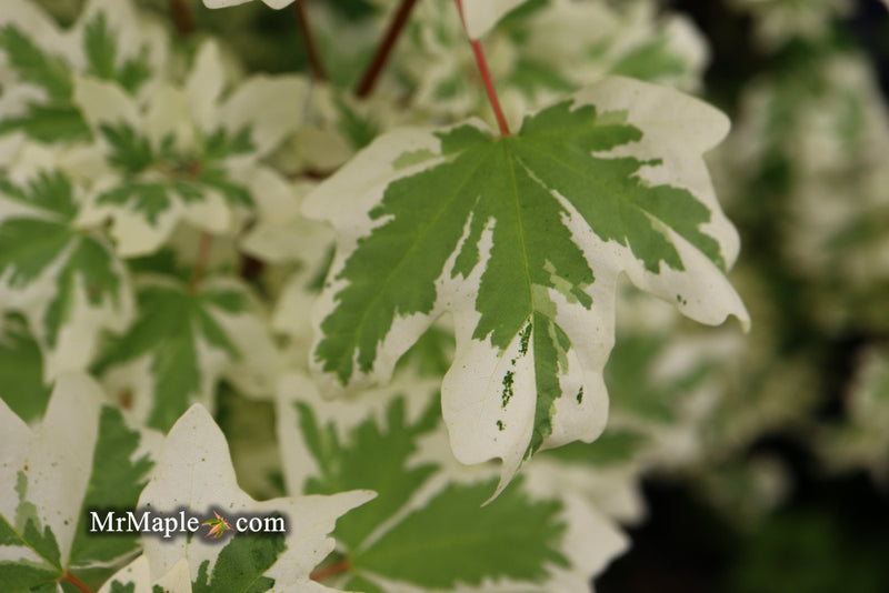 - Acer campestre 'Carnival' White Variegated Maple - Mr Maple │ Buy Japanese Maple Trees