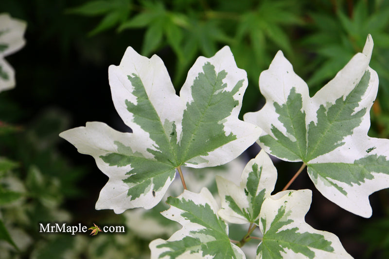 - Acer campestre 'Carnival' White Variegated Maple - Mr Maple │ Buy Japanese Maple Trees