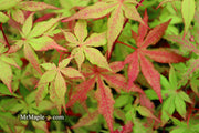 - Acer palmatum 'Ruby de Sofia’ Japanese Maple - Mr Maple │ Buy Japanese Maple Trees