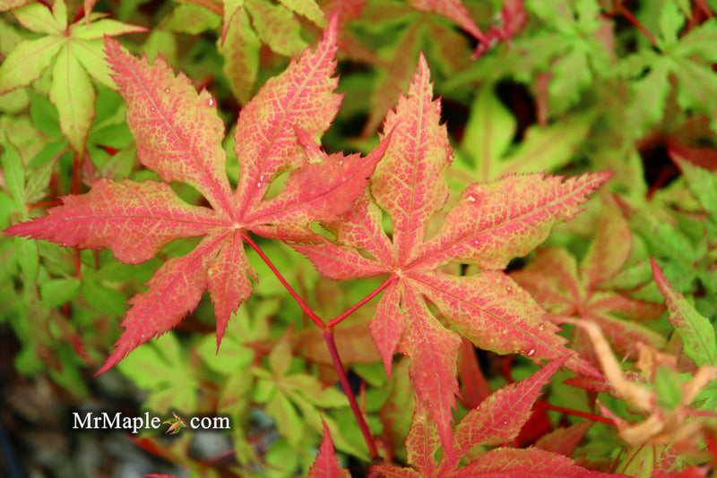 - Acer palmatum 'Ruby de Sofia’ Japanese Maple - Mr Maple │ Buy Japanese Maple Trees