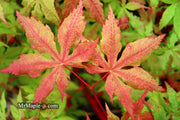 - Acer palmatum 'Ruby de Sofia’ Japanese Maple - Mr Maple │ Buy Japanese Maple Trees