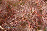 - Acer palmatum 'Red Filigree Lace' Dwarf Japanese Maple - Mr Maple │ Buy Japanese Maple Trees