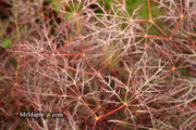 - Acer palmatum 'Red Filigree Lace' Dwarf Japanese Maple - Mr Maple │ Buy Japanese Maple Trees
