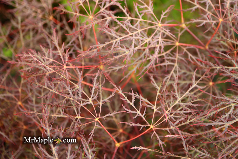 - Acer palmatum 'Red Filigree Lace' Dwarf Japanese Maple - Mr Maple │ Buy Japanese Maple Trees