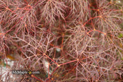 - Acer palmatum 'Red Filigree Lace' Dwarf Japanese Maple - Mr Maple │ Buy Japanese Maple Trees