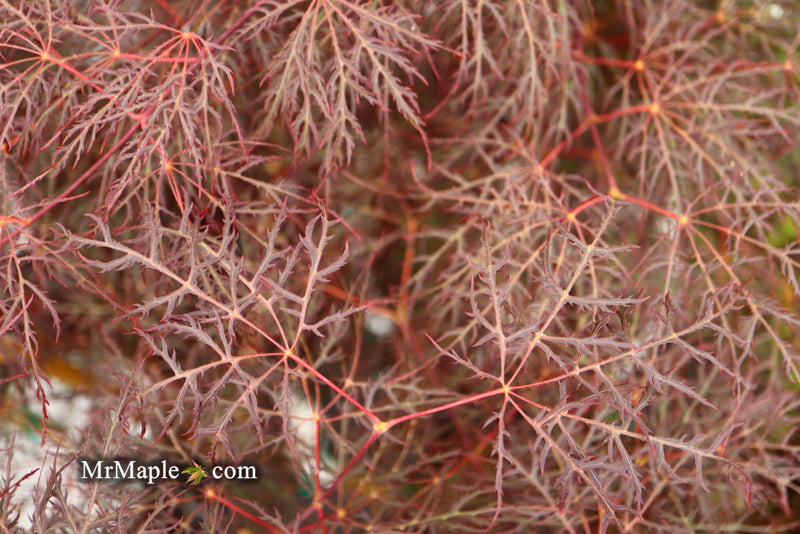 - Acer palmatum 'Red Filigree Lace' Dwarf Japanese Maple - Mr Maple │ Buy Japanese Maple Trees