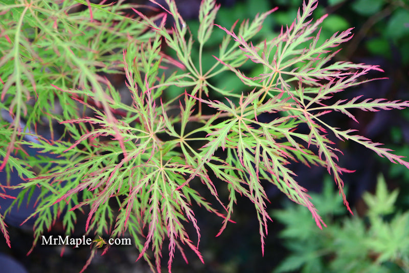 - Acer palmatum 'Baldsmith' Laceleaf Japanese Maple - Mr Maple │ Buy Japanese Maple Trees