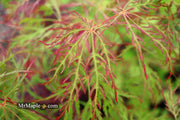 - Acer palmatum 'Baldsmith' Laceleaf Japanese Maple - Mr Maple │ Buy Japanese Maple Trees