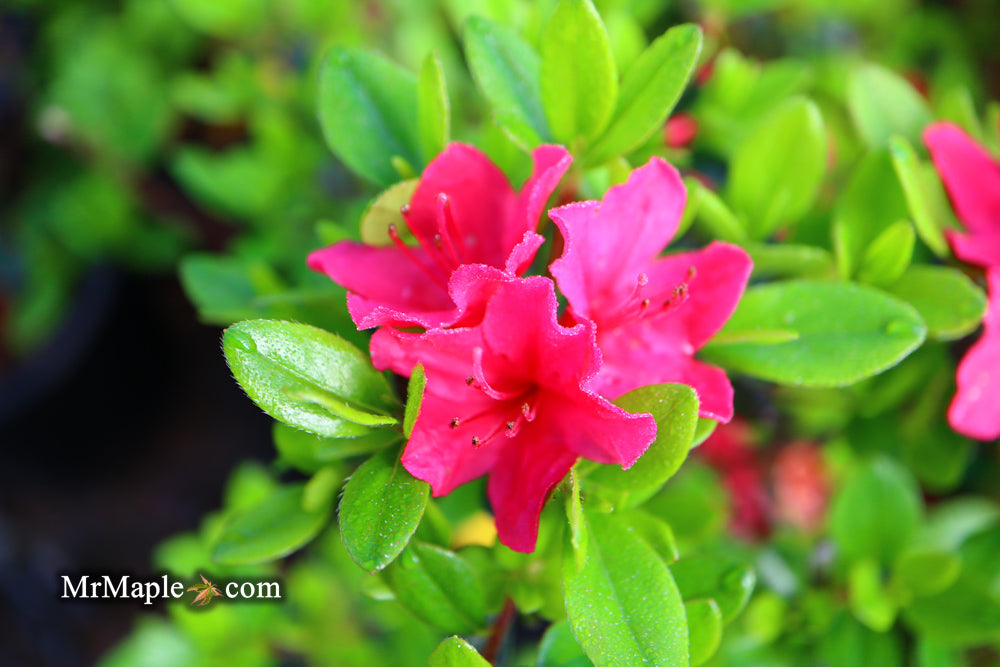Azalea 'Hino Crimson’ Red Flowering Kurume Azalea