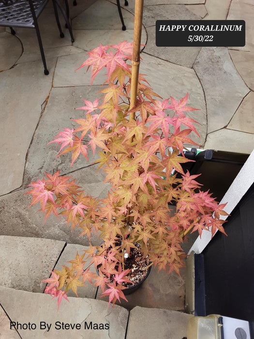 Acer palmatum 'Happy Corallinum' Pink Japanese Maple