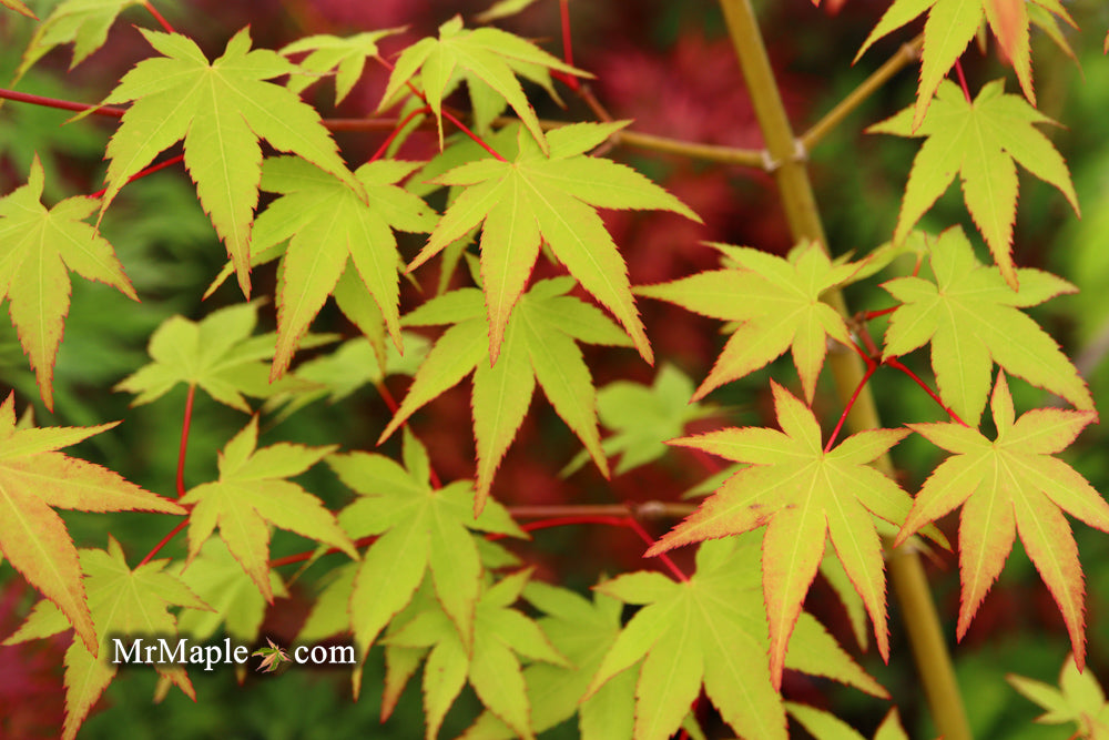 Acer palmatum 'Katja' Japanese Maple