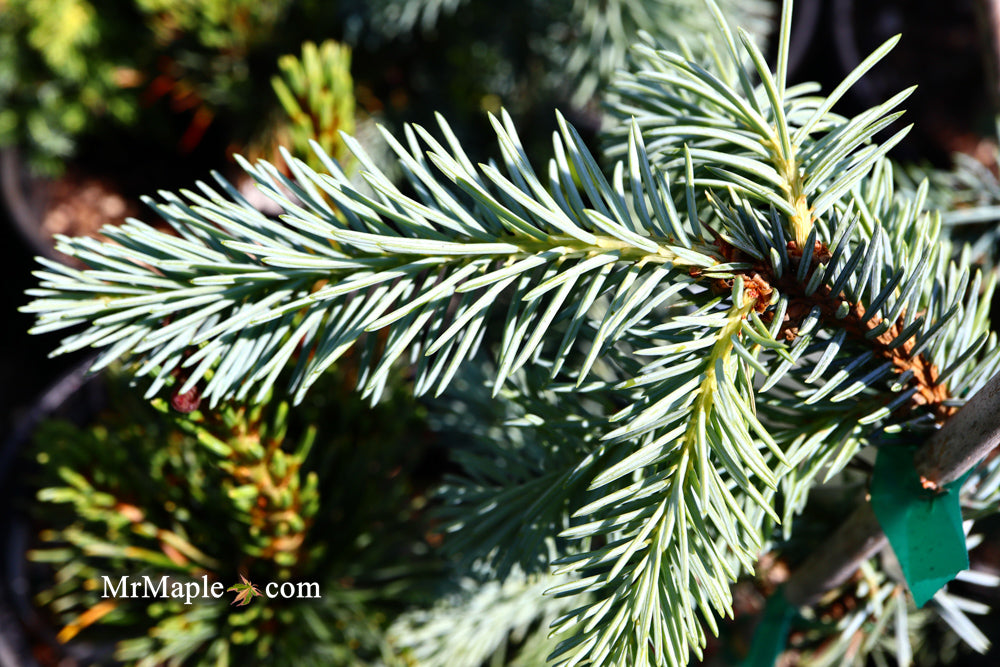Picea pungens ‘Glauca Slenderina Pendula' Weeping Blue Spruce