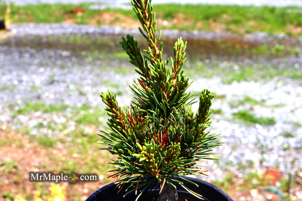 Pinus parviflora 'Aoi' Blue Japanese White Pine