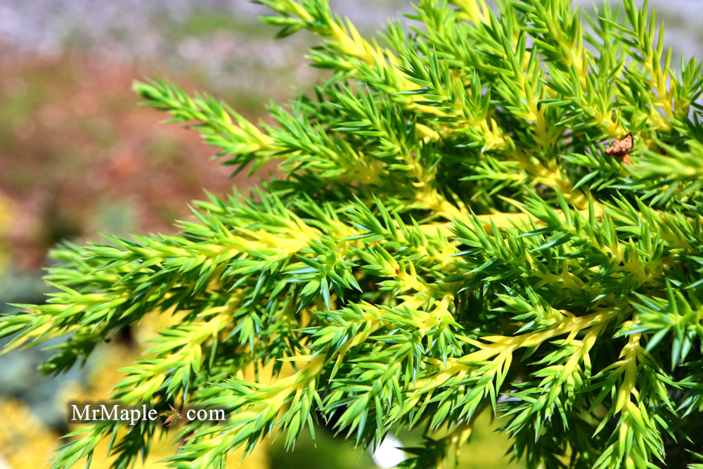 Juniperus × pfitzeriana ‘Daub’s Frosted’ Golden Juniper