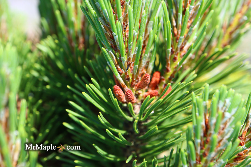 Pinus mugo 'Sherwood Compact' Dwarf Mountain Pine Tree