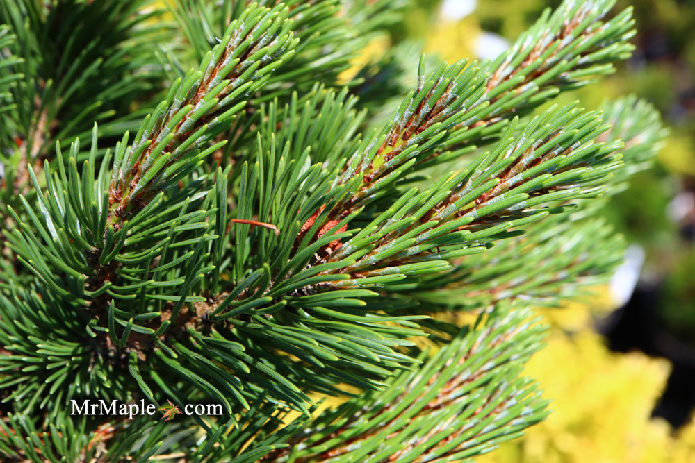 Pinus mugo 'Sherwood Compact' Dwarf Mountain Pine Tree