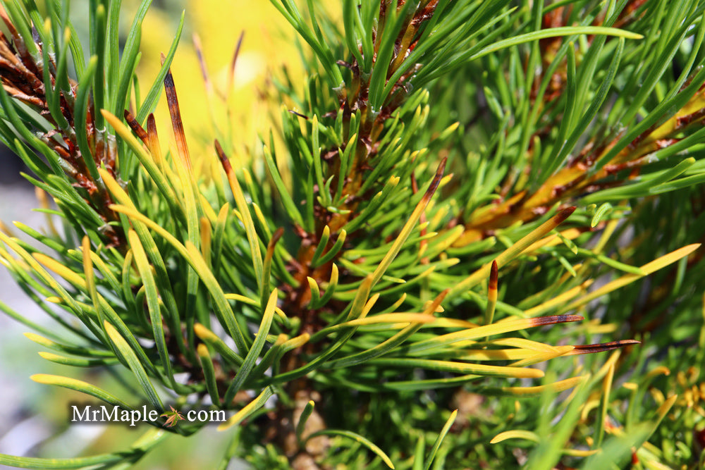 Pinus mugo 'Carstens’ Wintergold Dwarf Mountain Pine Tree