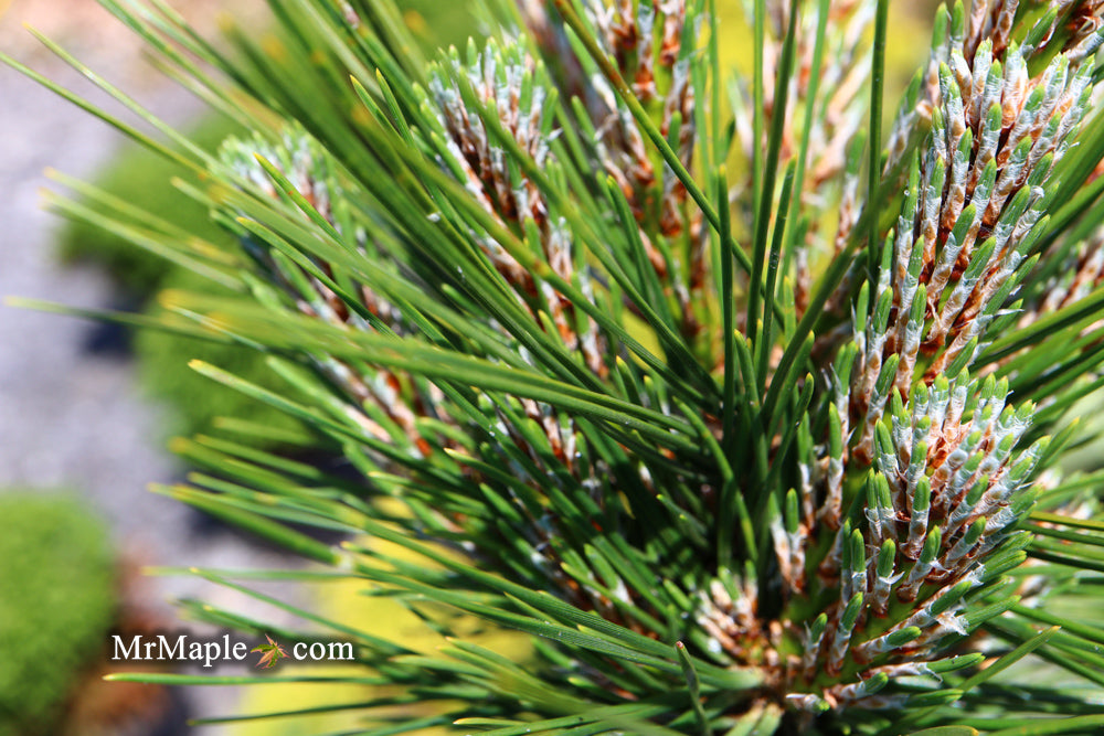 Pinus thunbergii 'Thunderhead' Japanese Black Pine Tree