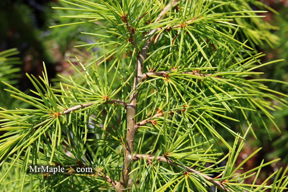 Cedrus deodara 'Well's Golden' Select Yellow Himalayan Cedar