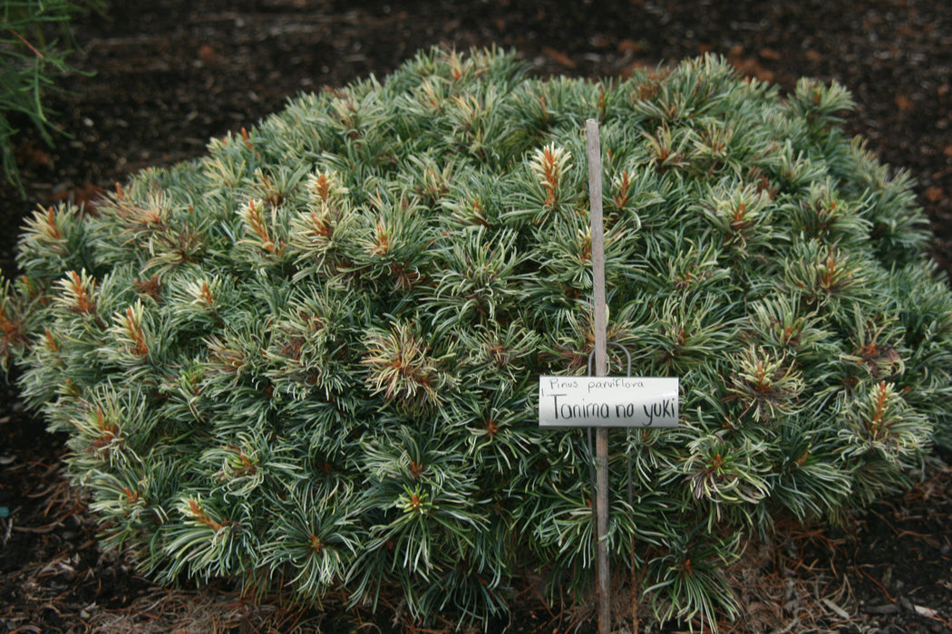Pinus parviflora 'Tanima no yuki' Variegated Japanese White Pine