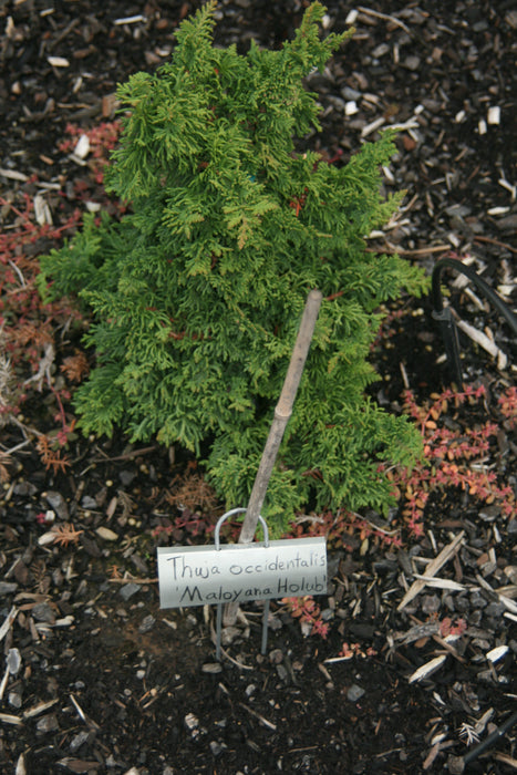 Thuja occidentalis 'Malonyana Holub' Miniature Arborvitae