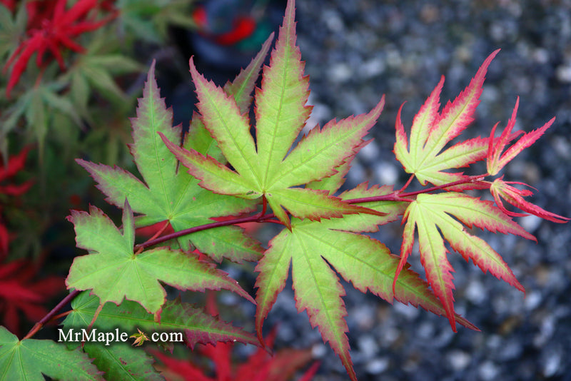 - Acer palmatum 'Firefly' Japanese Maple - Mr Maple │ Buy Japanese Maple Trees