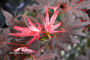 - Acer palmatum 'Dark Knight' Japanese Maple - Mr Maple │ Buy Japanese Maple Trees