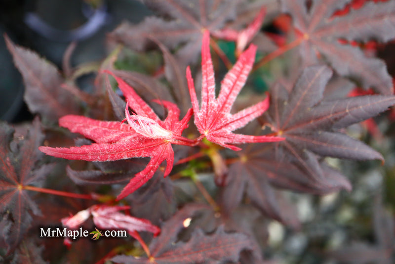 - Acer palmatum 'Dark Knight' Japanese Maple - Mr Maple │ Buy Japanese Maple Trees